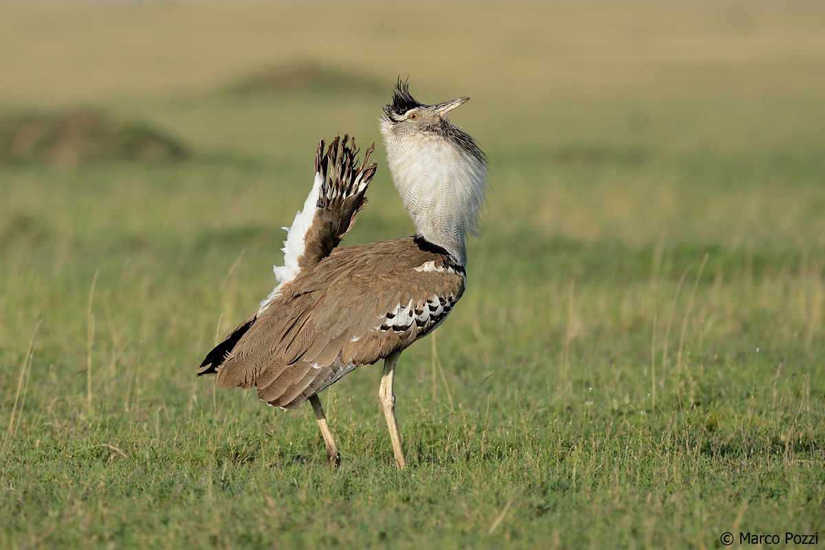 Kori Bustard