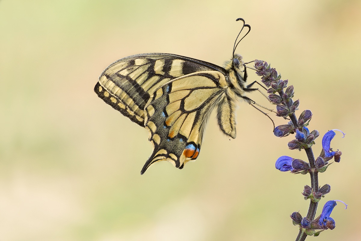 Machaon early season