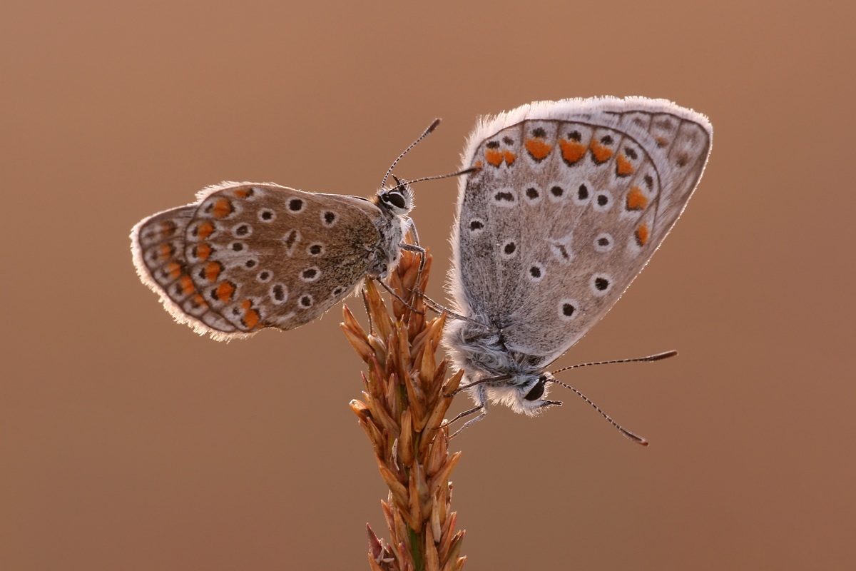 Plebeius argus e Polyommatus icarus