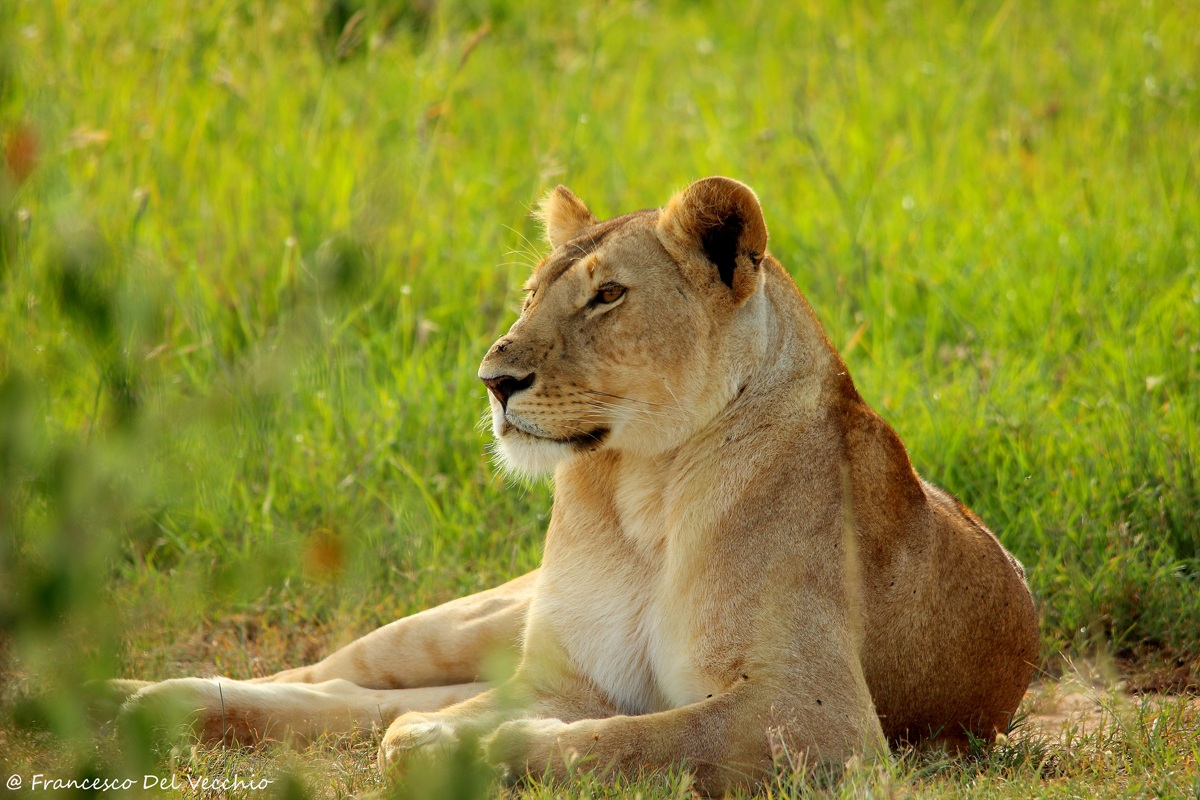 Lioness Pride Hammerkop