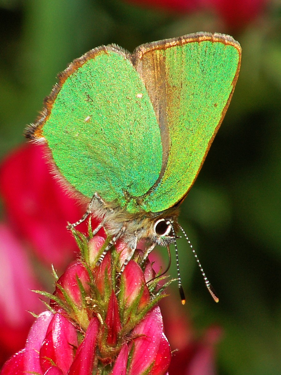 Callophrys rubi