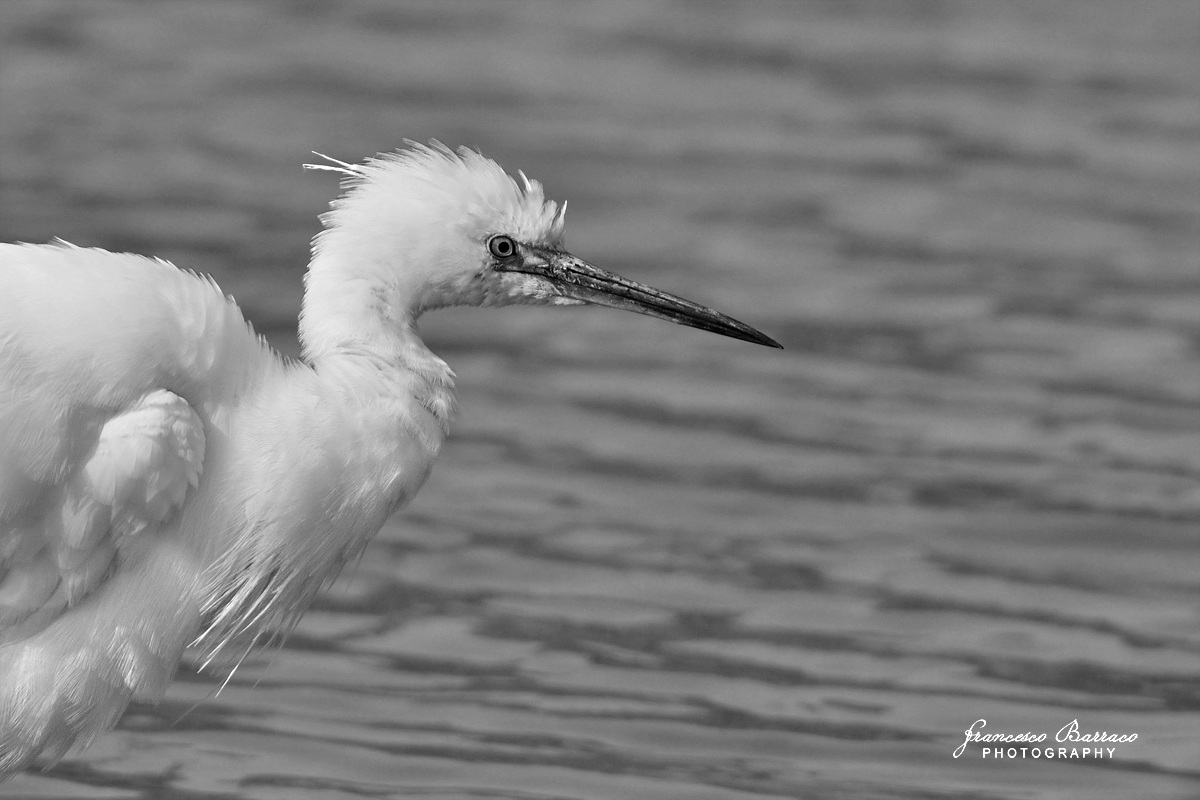 Portrait Egret