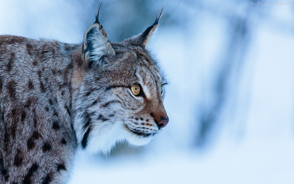 Lynx