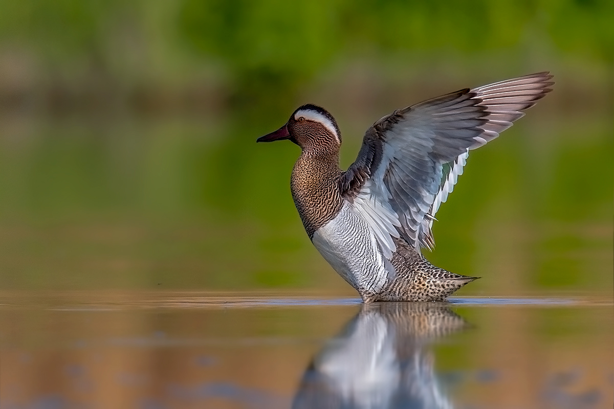Garganey