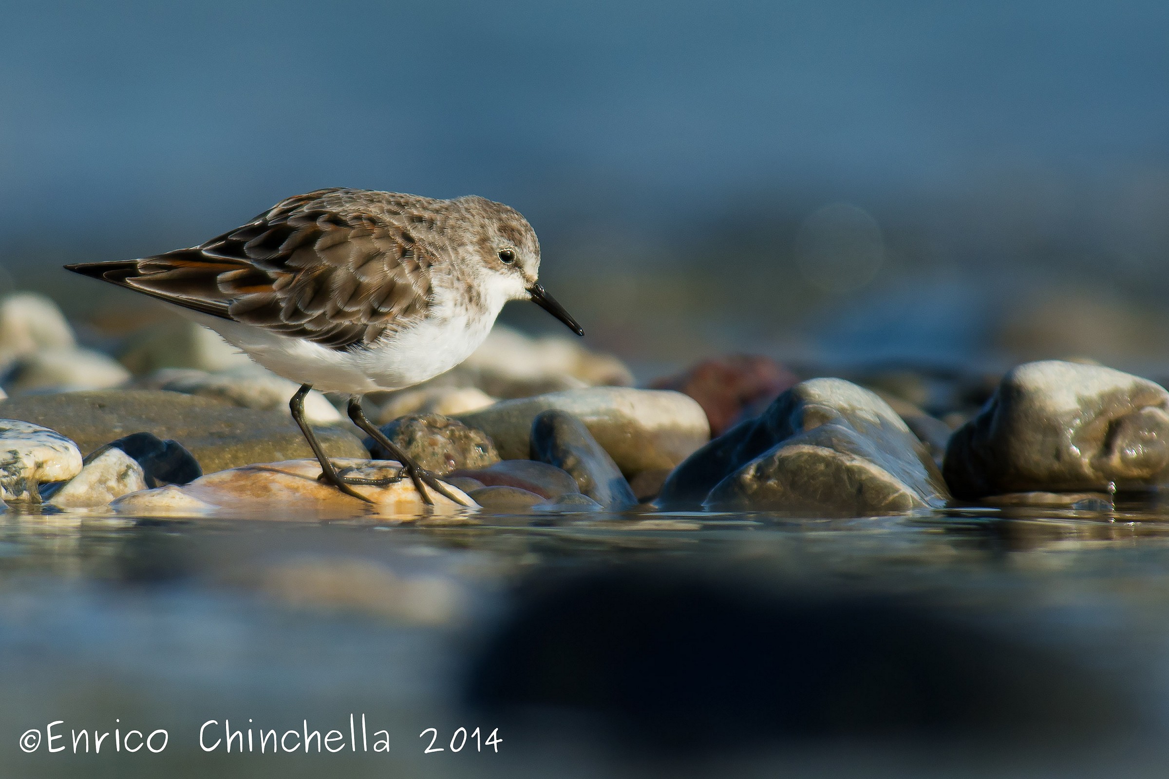 Little Stint