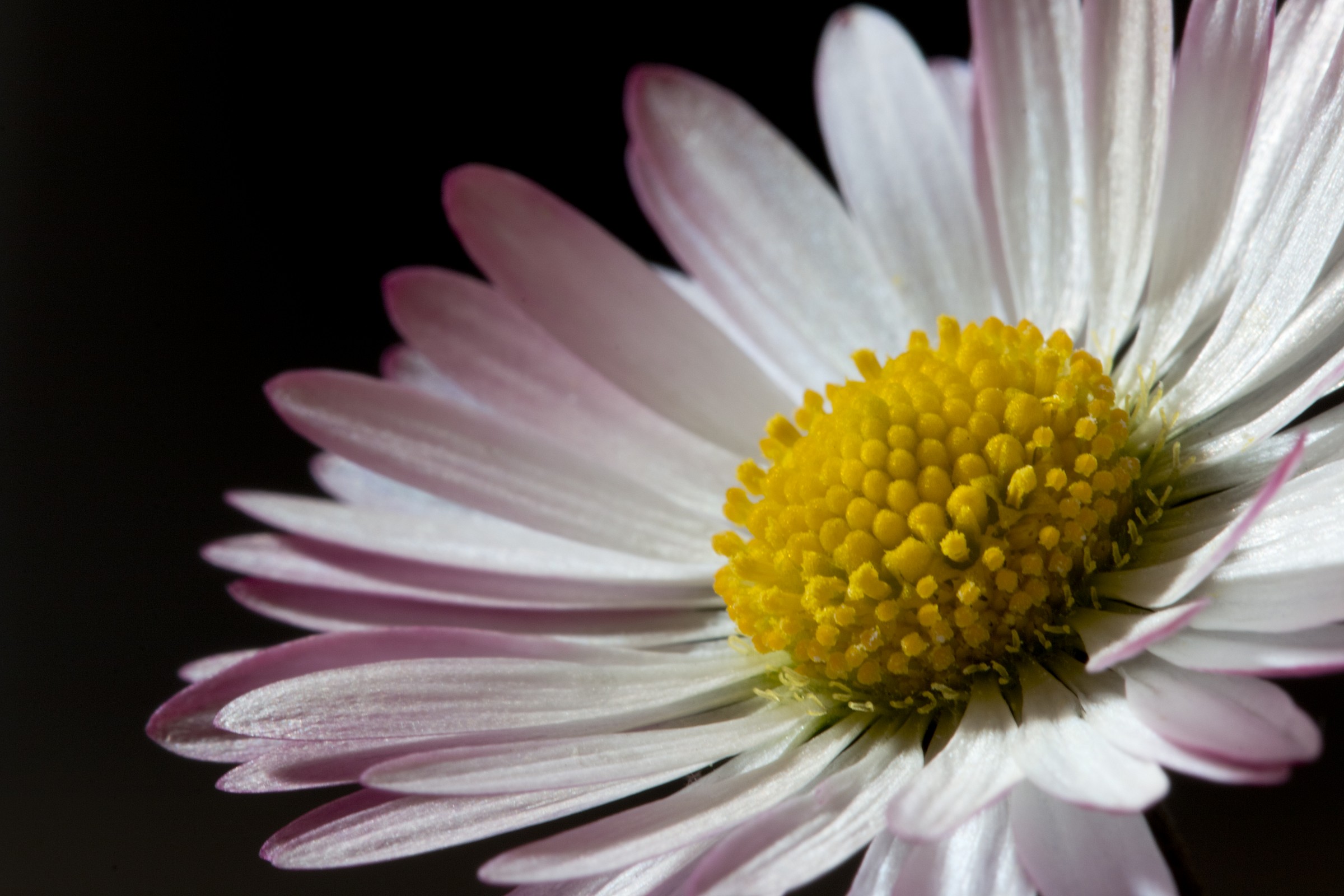 profumo di primavera 2