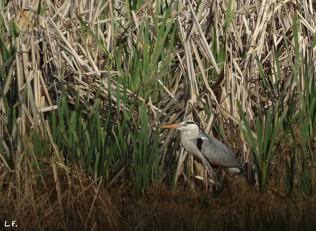 Grey Heron