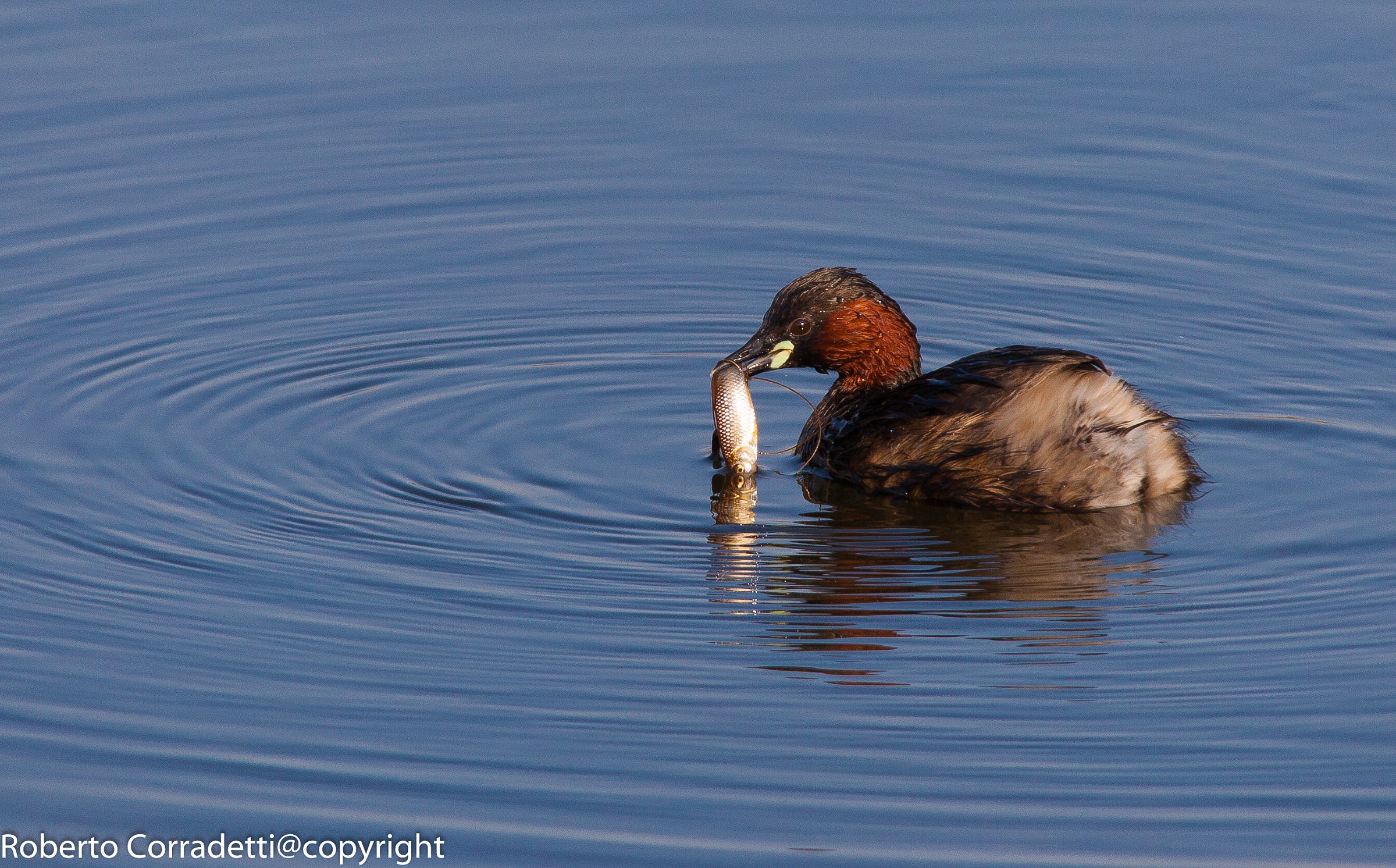 Little Grebe with lunch