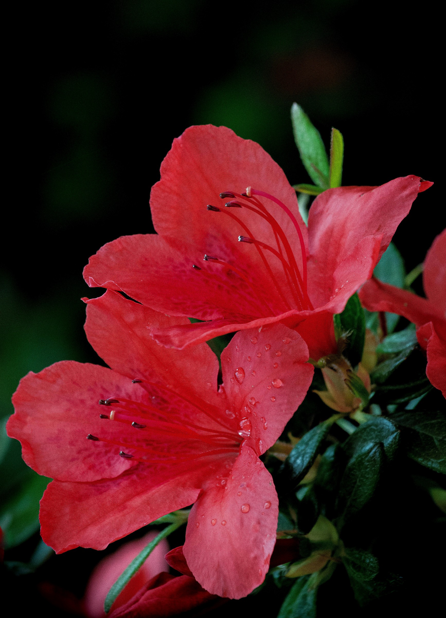 natural spring.......