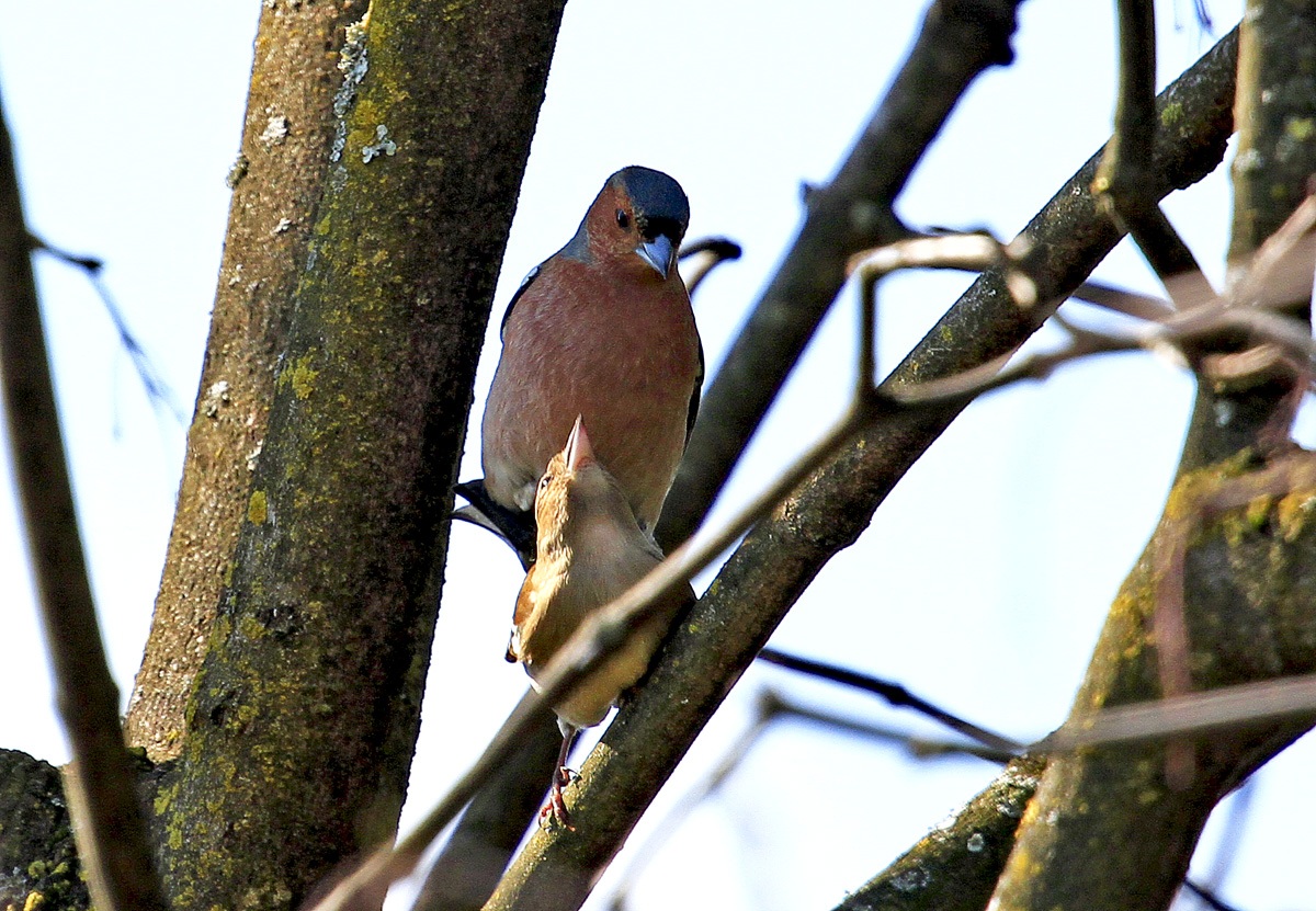 Dominazione... riproduttiva