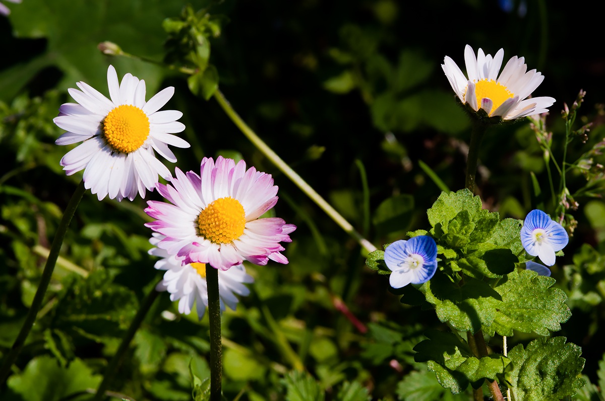 Margherite e Occhi della Madonna