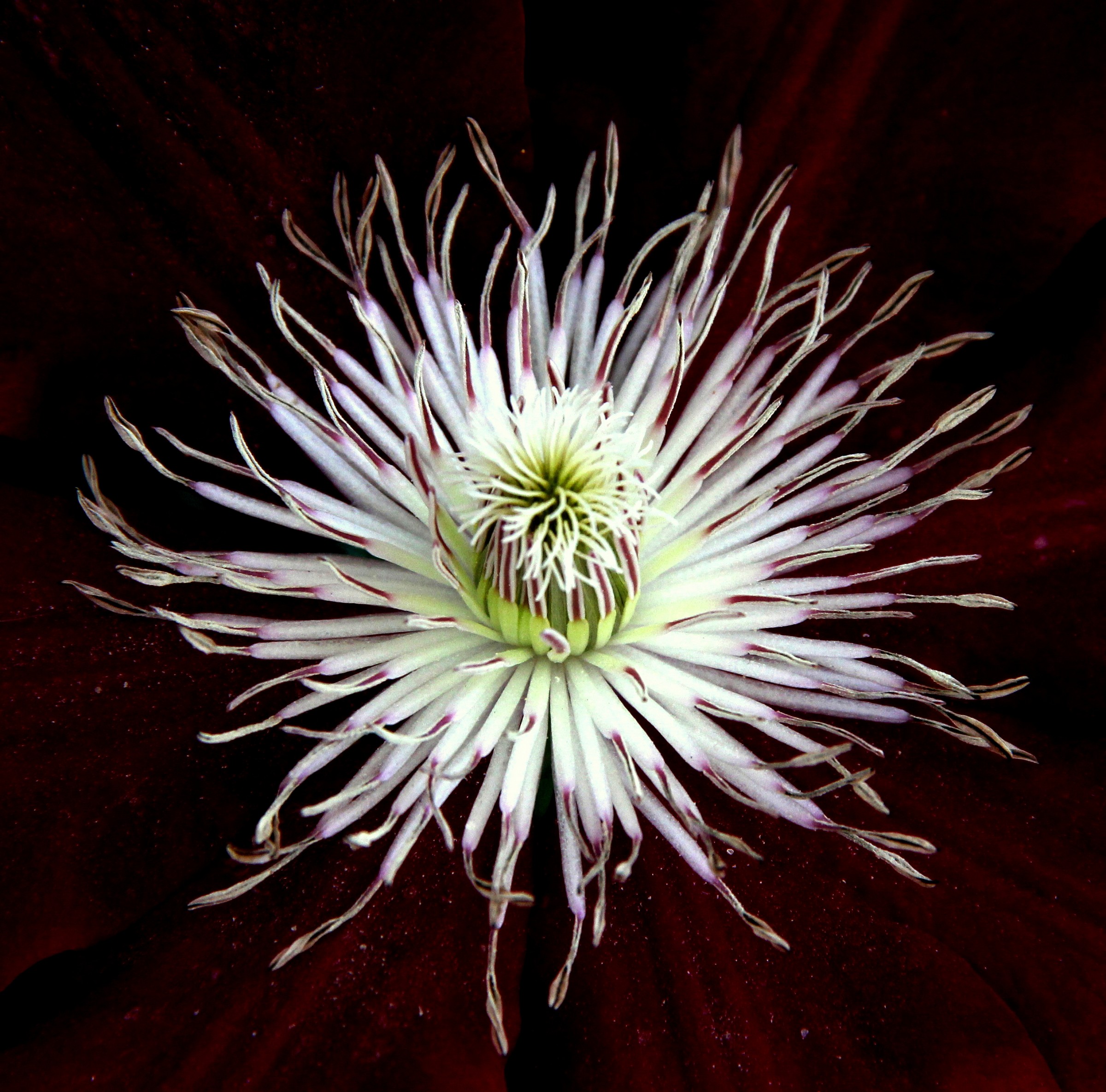 Ho aperto il mio cuore (Clematis)