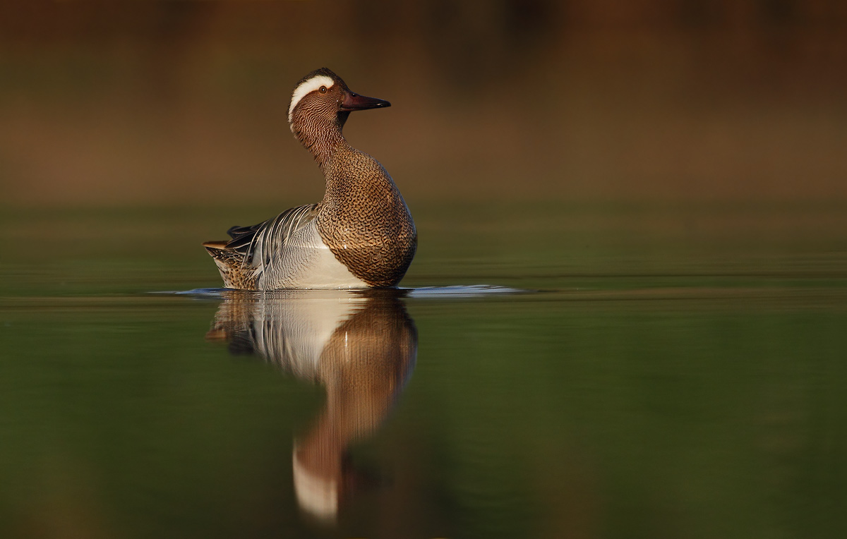 Garganey