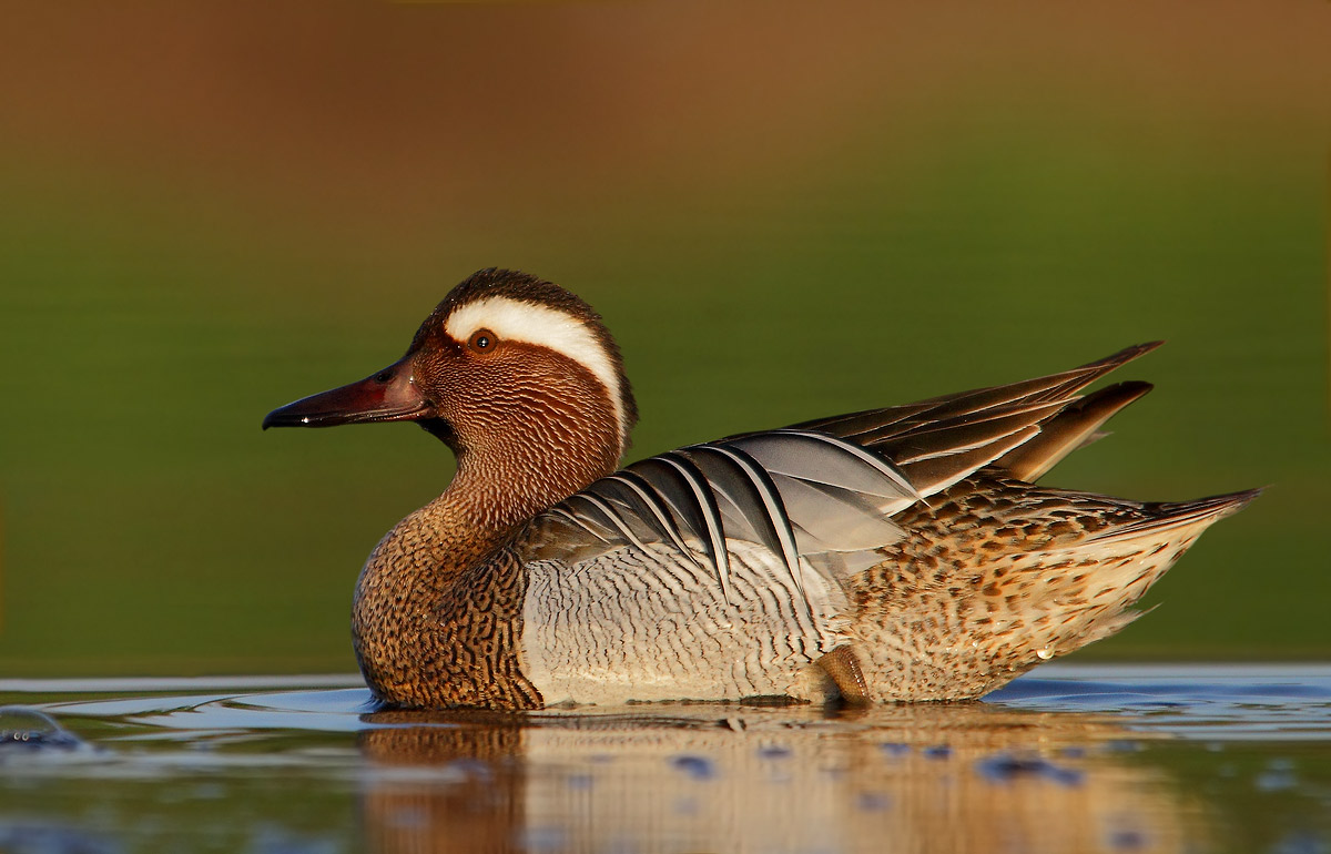 garganey