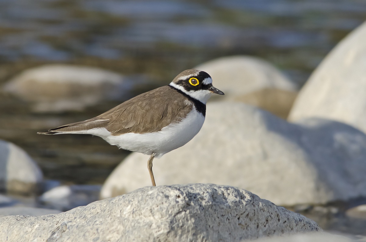 Little Ringed Plover