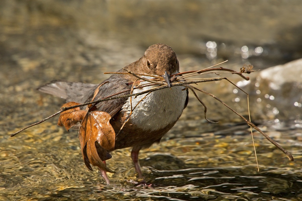 Building company Merlo Spa