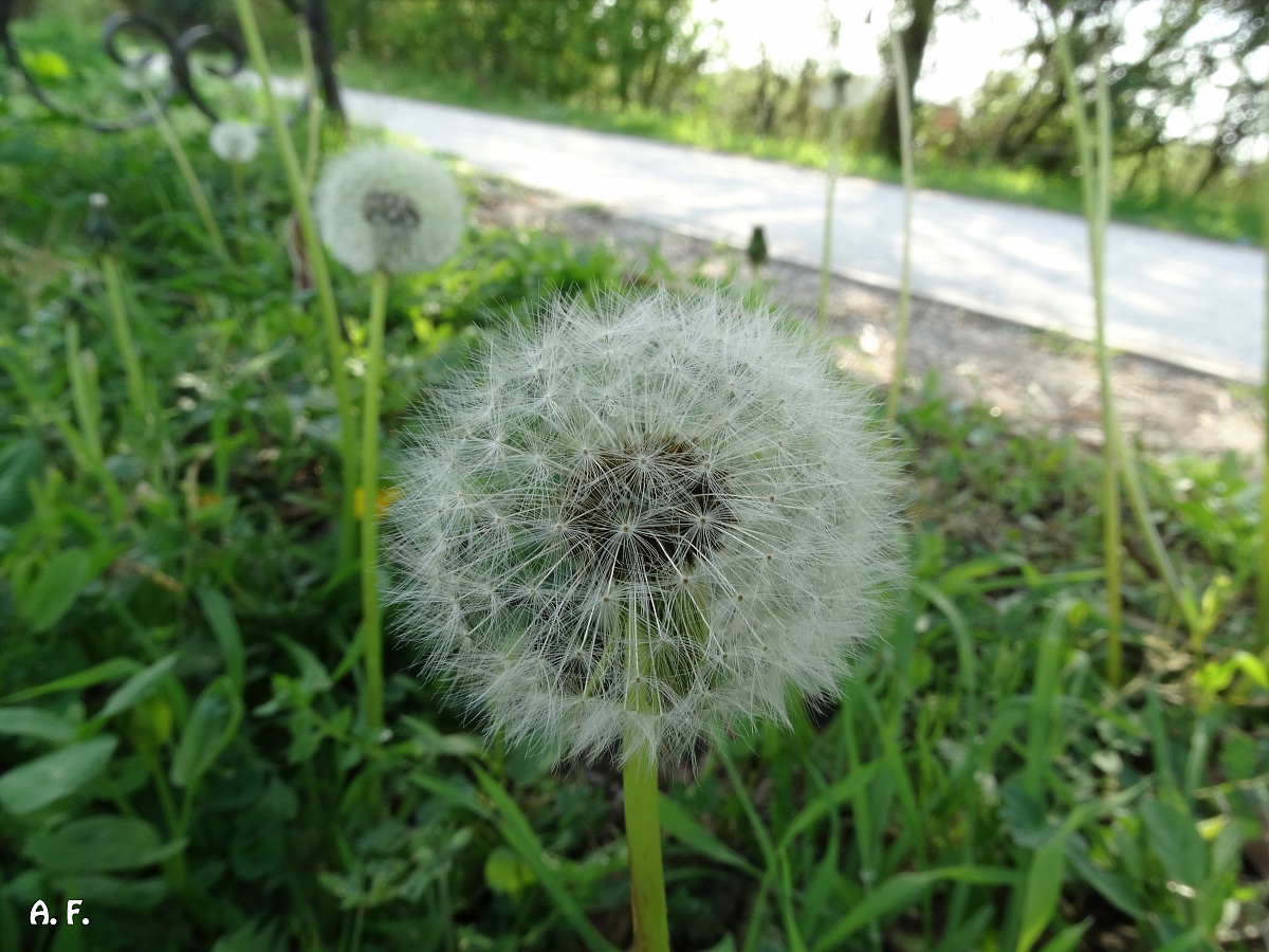 Dandelion