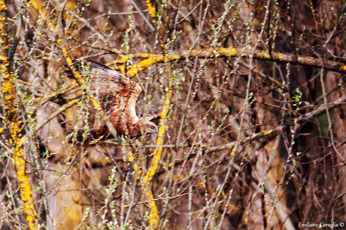 Falco di palude in volo mimetico