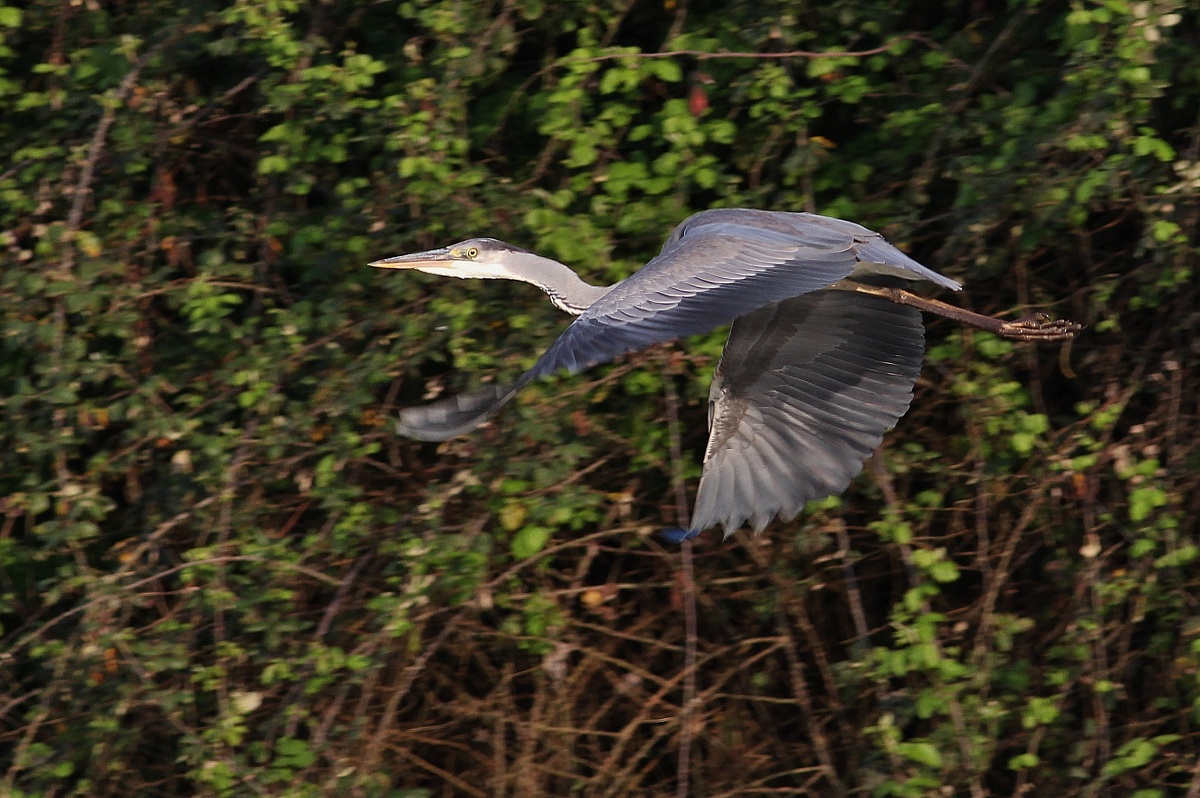 Grey Heron