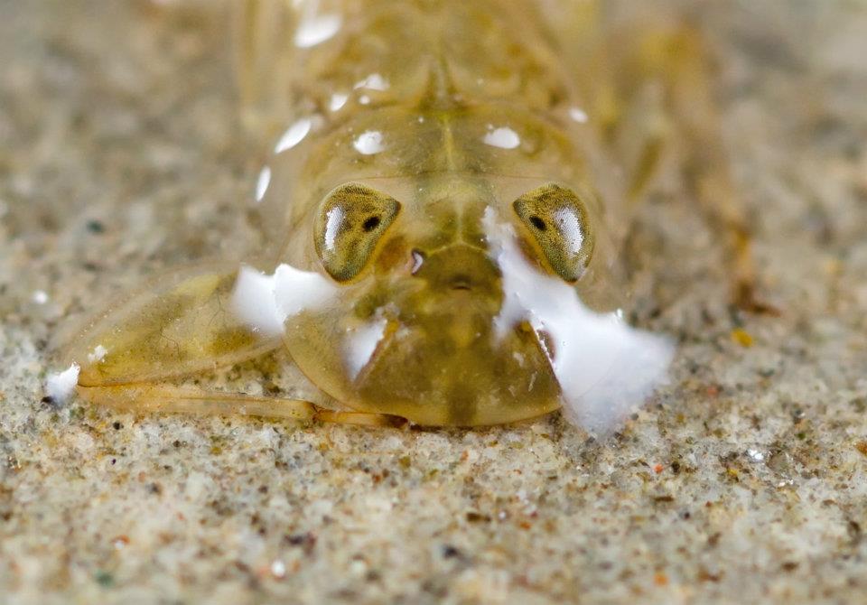 Larva di efemerottero