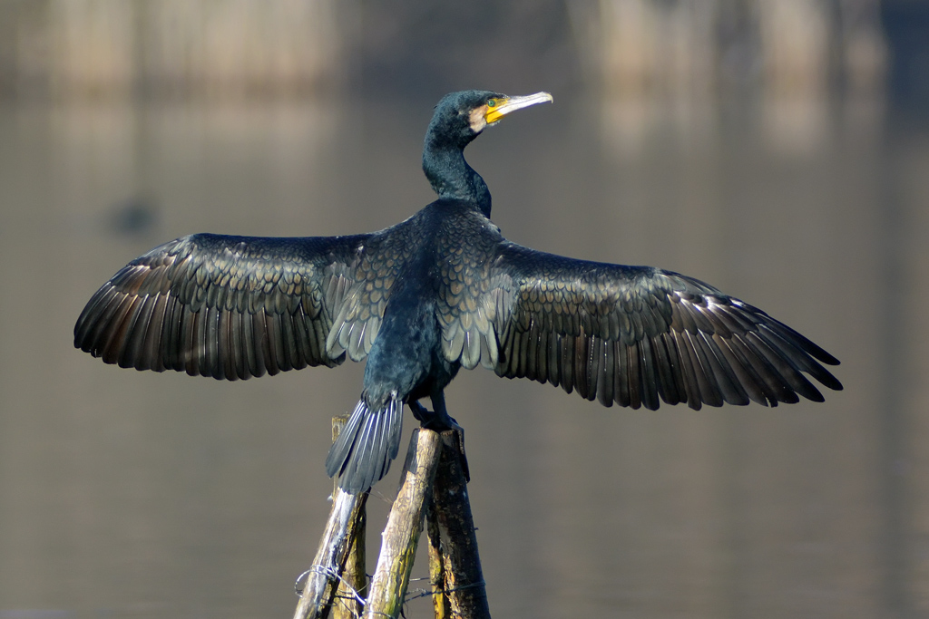 Cormorano in asciugatura