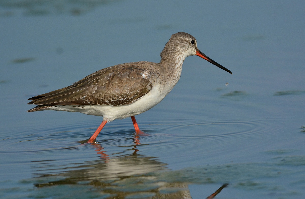 Totano Moro invernale