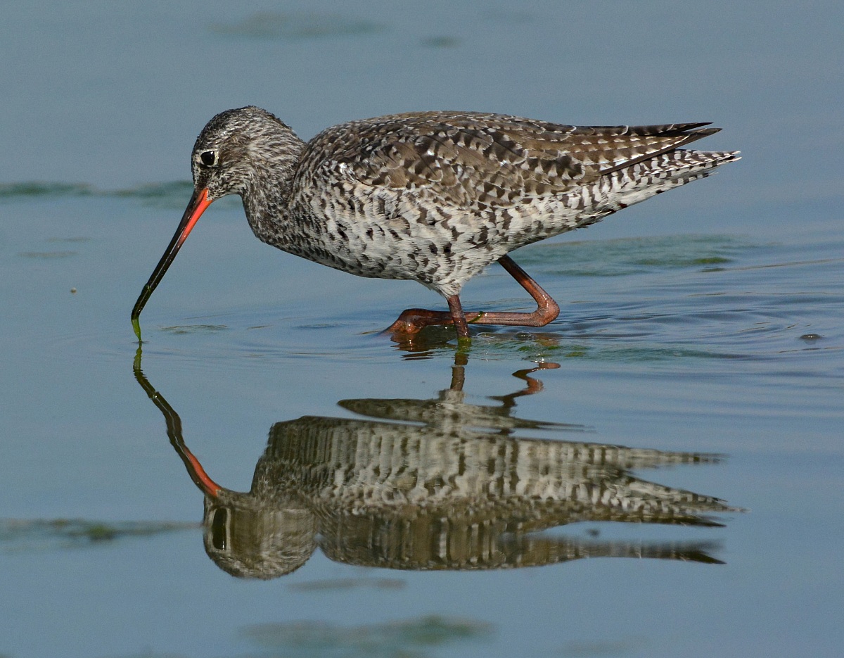 Totano Moro copia incolla
