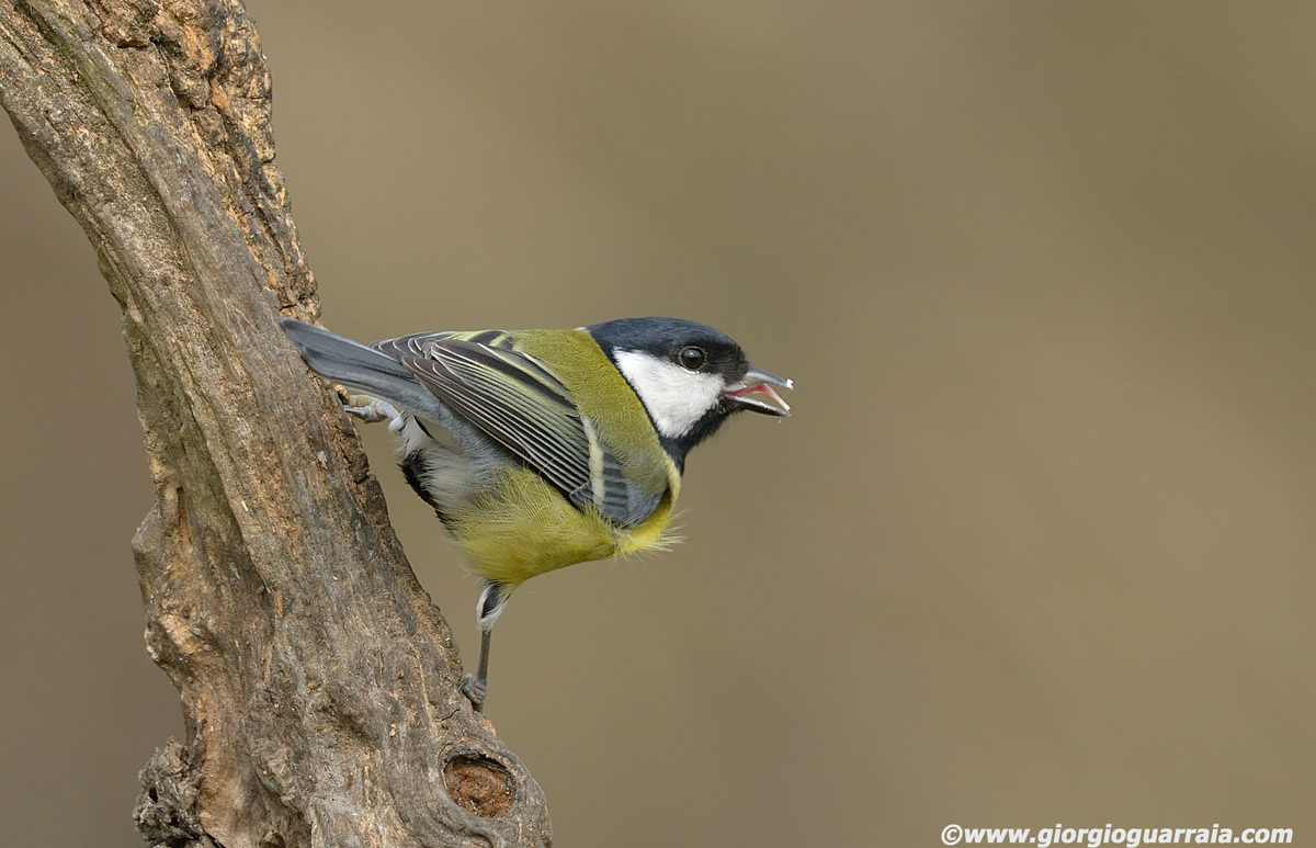 Great Tit