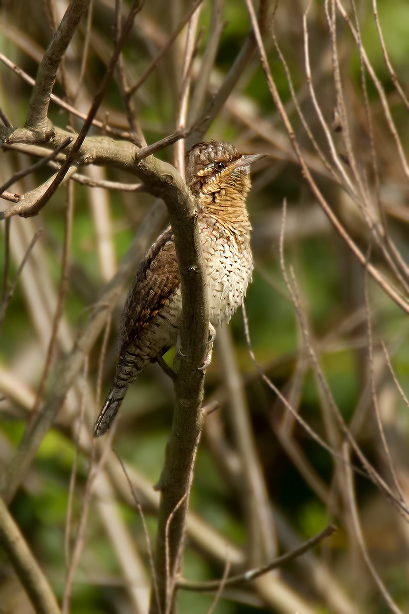 Showdown (Tamron 150-600)