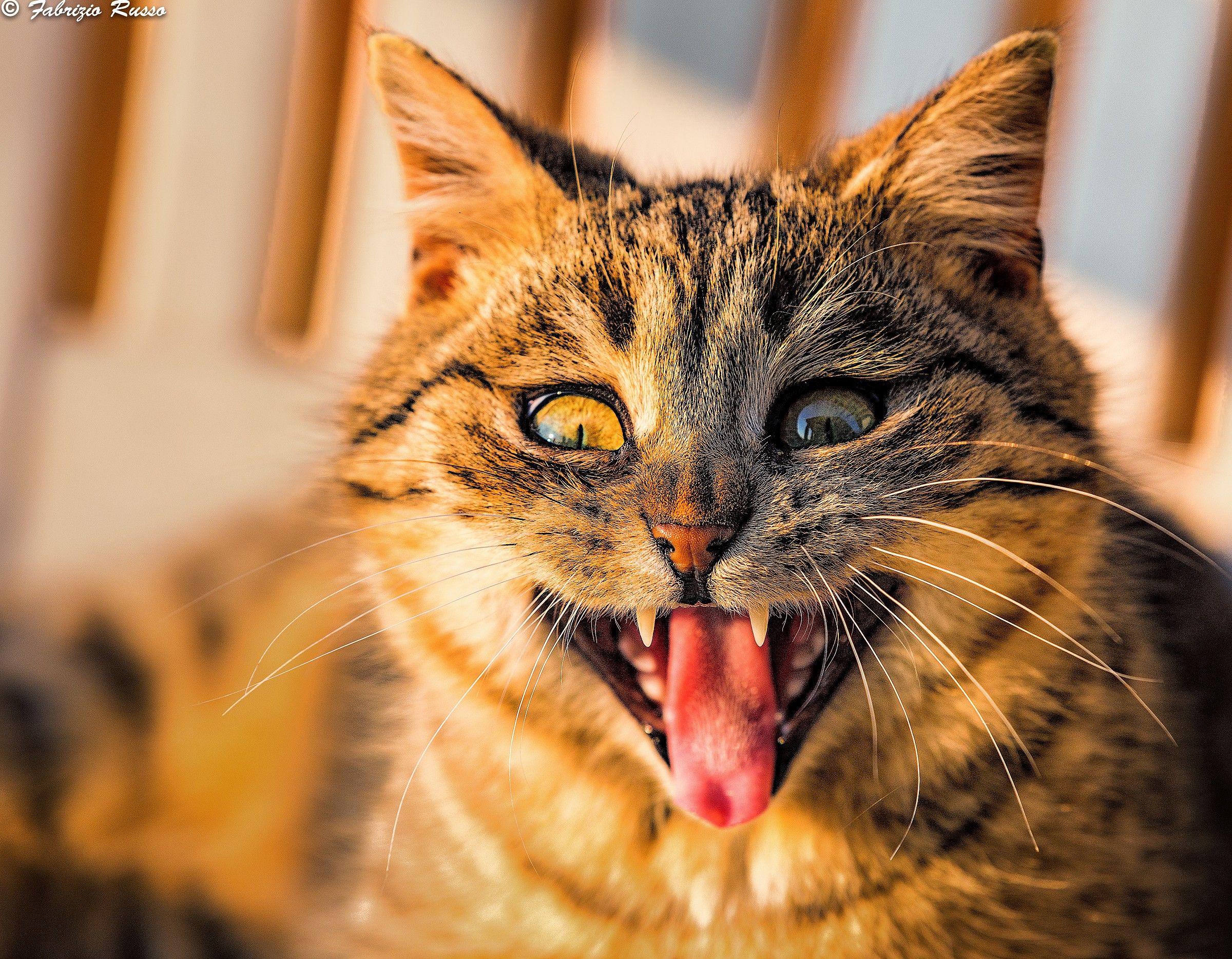 Tranquilli!stò solo sbadigliando