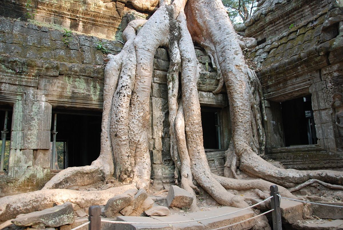 forest you eat temples