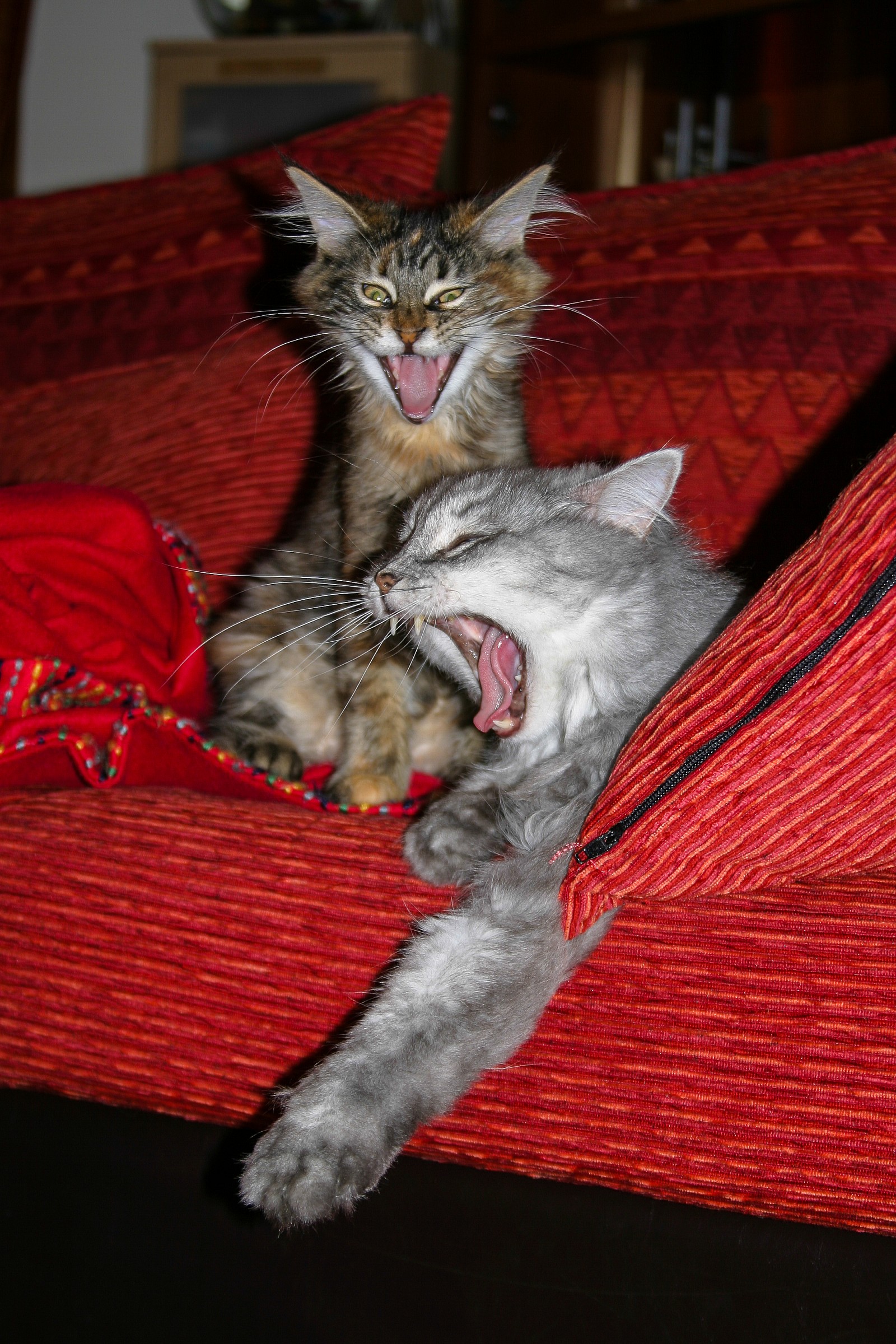 yawn synchronized