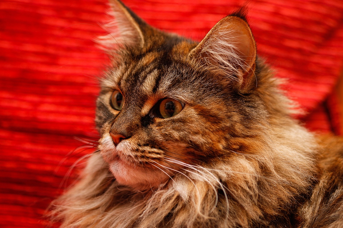 Tofee test 100 2.8 macro