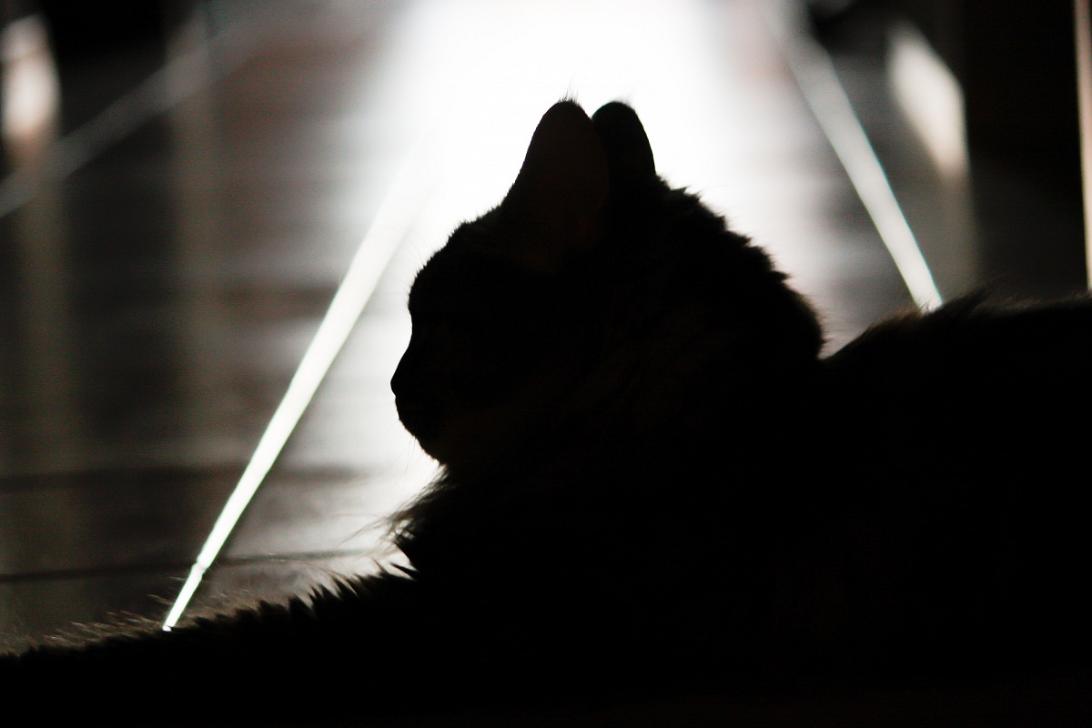 silhouette cat