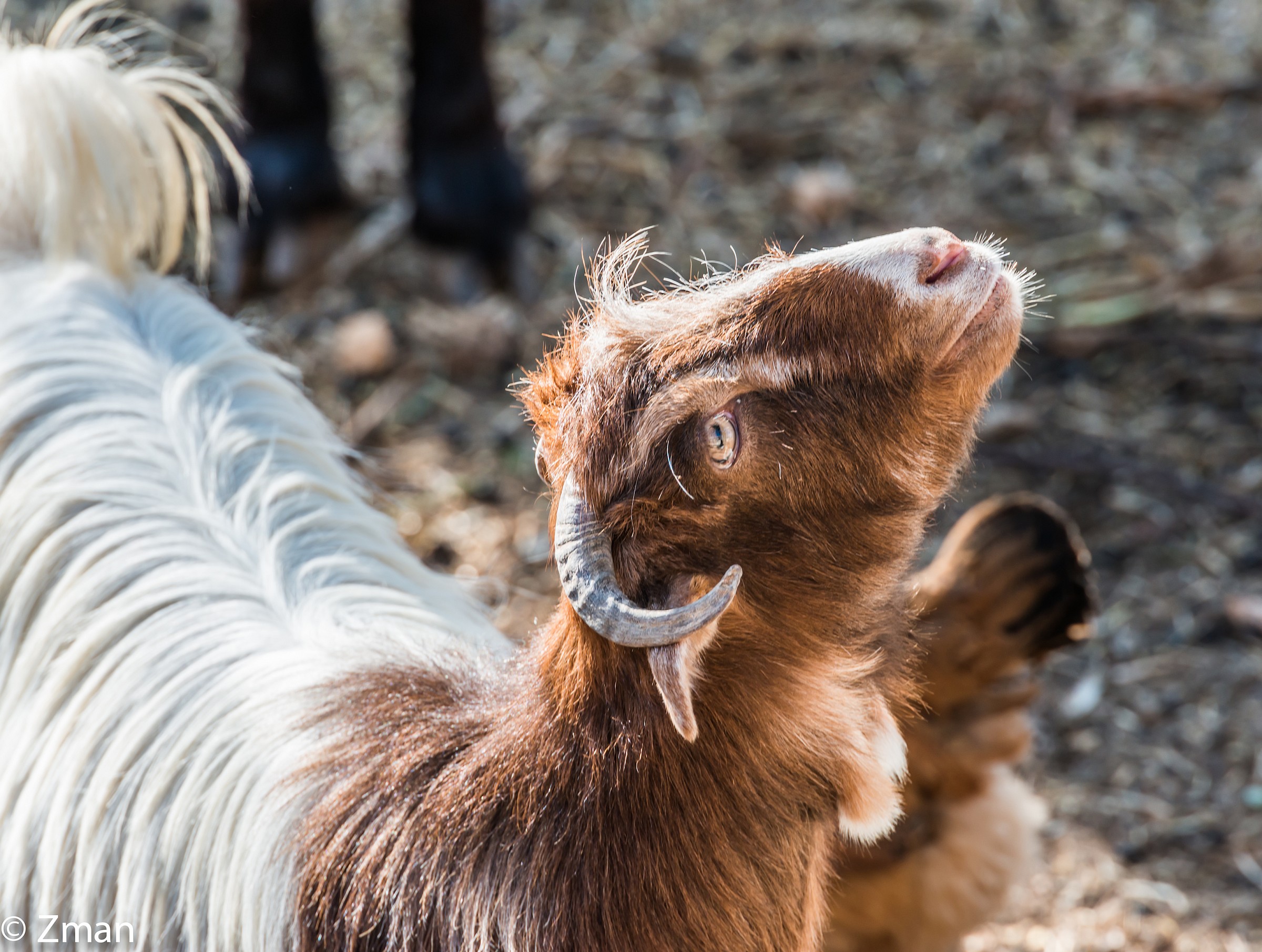 My Favourite goat in My Wife's Farm