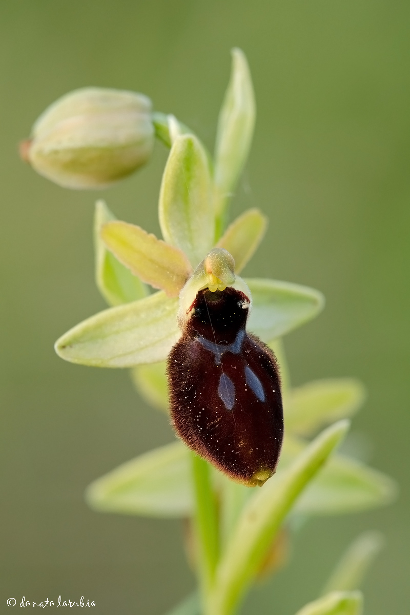 Ophrys tarentina