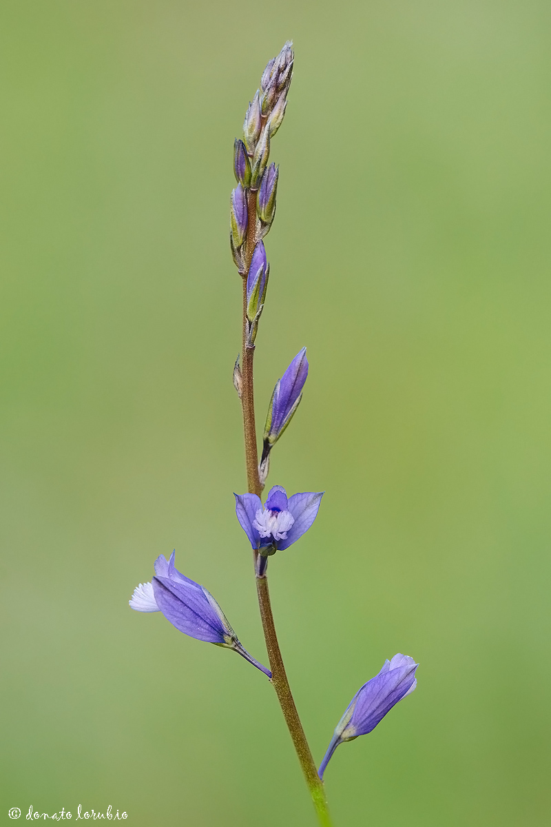 Polygala nicaeensis