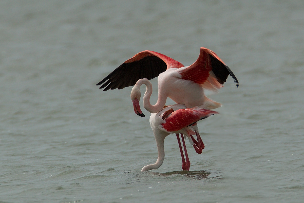 Fenicotteri in accoppiamento