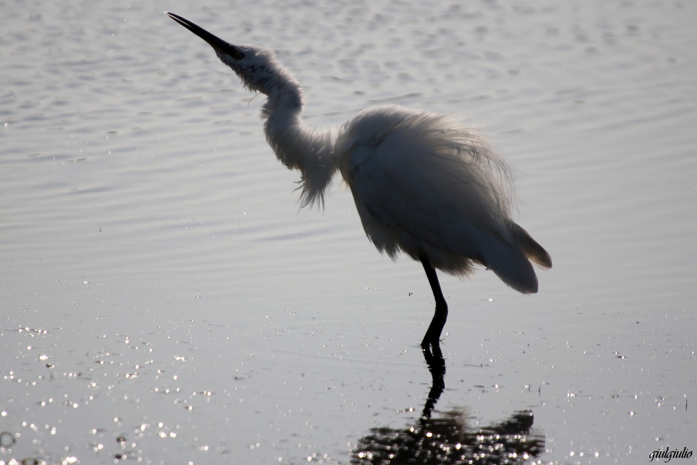 egret shakes