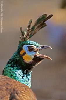Pavo muticus