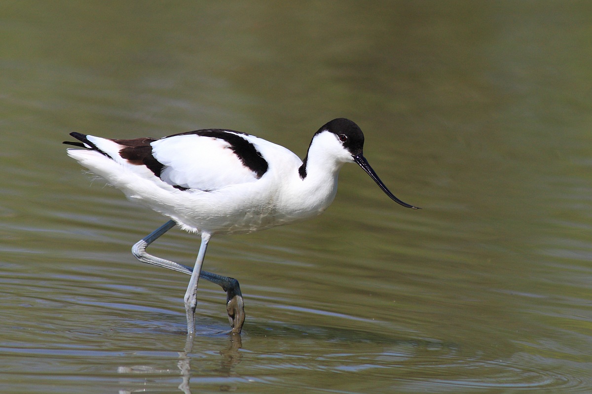 Avocetta