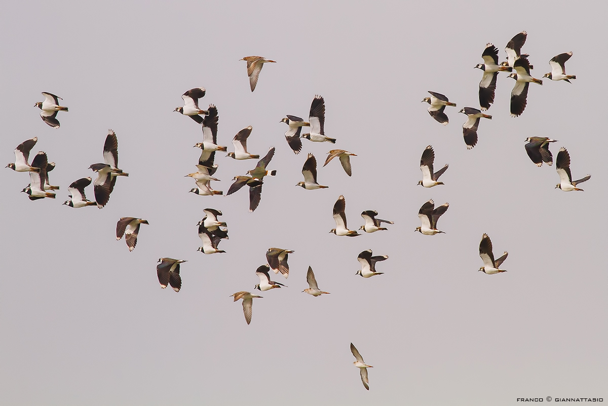 Lapwings and more.