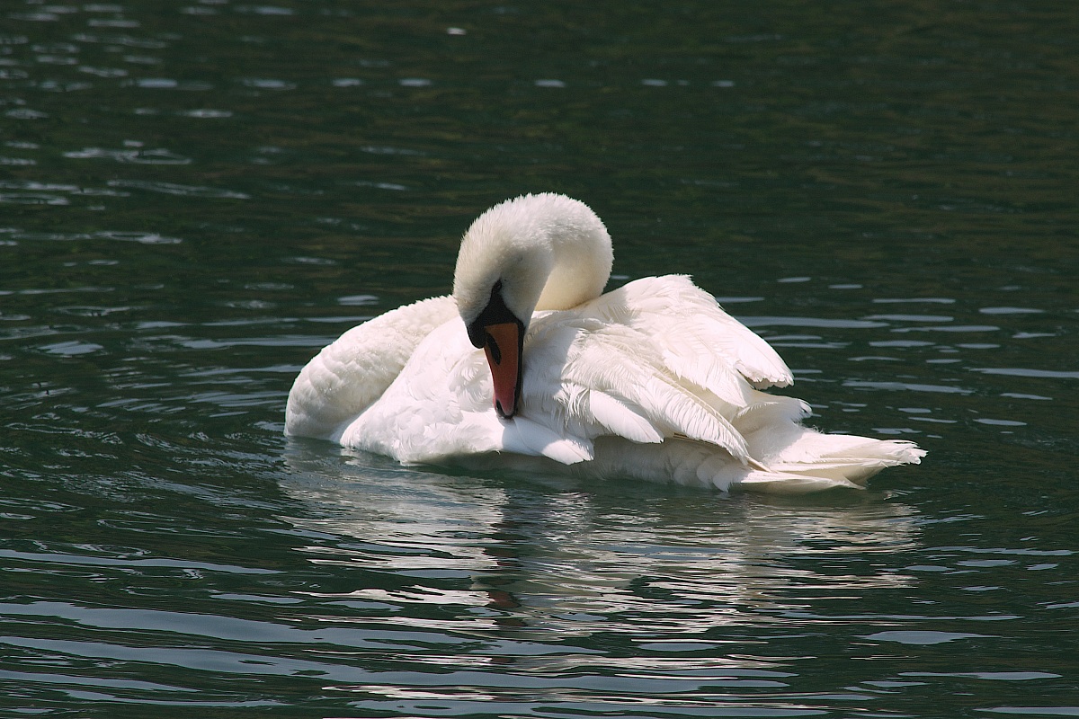Swan