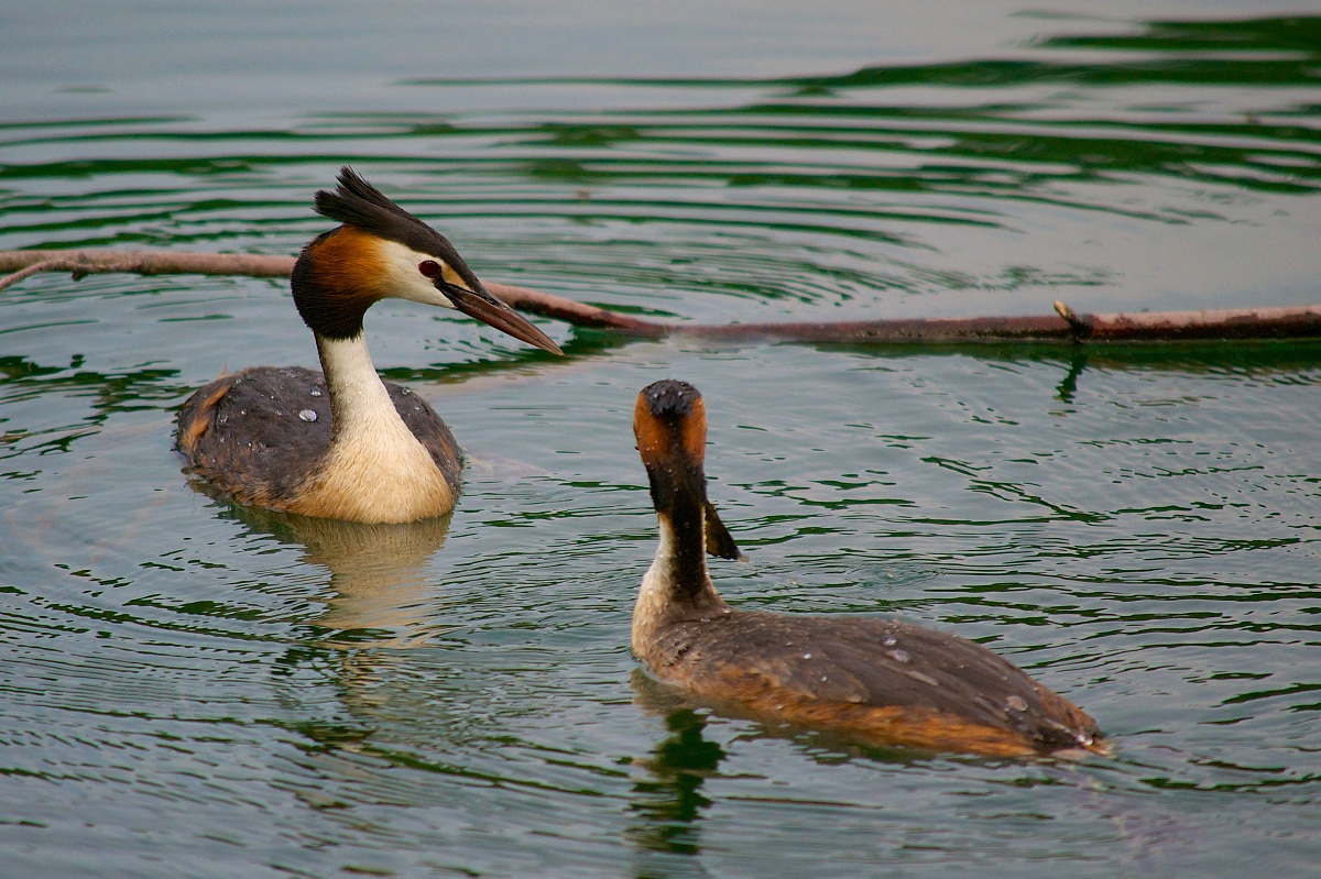 Grebes