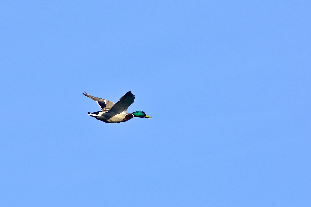Mallard in flight