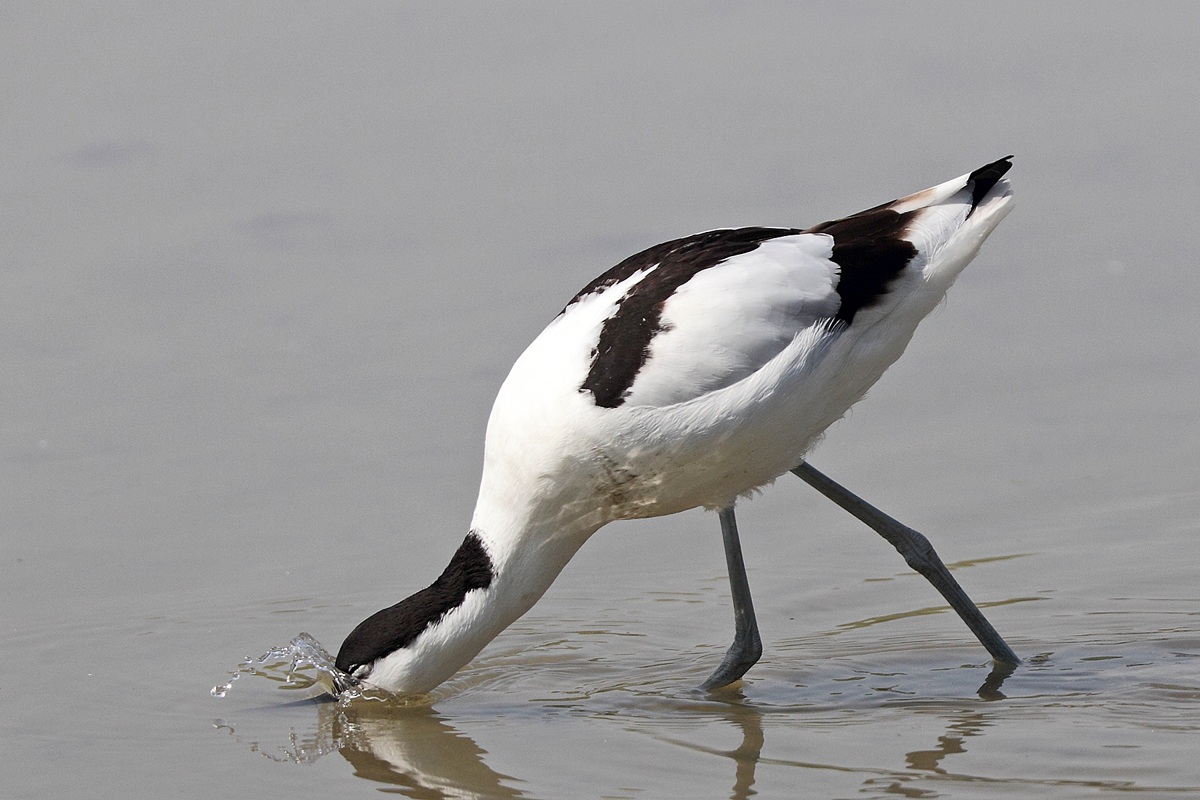 Avocetta