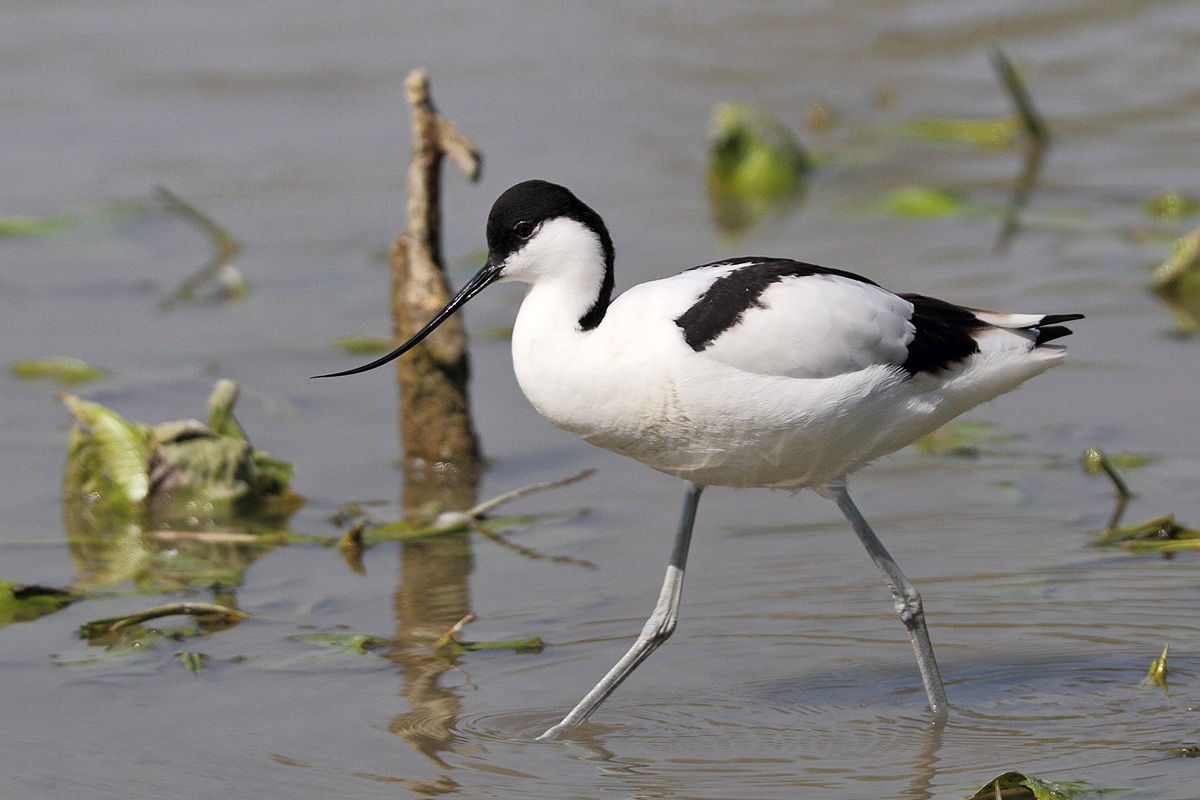 Avocetta
