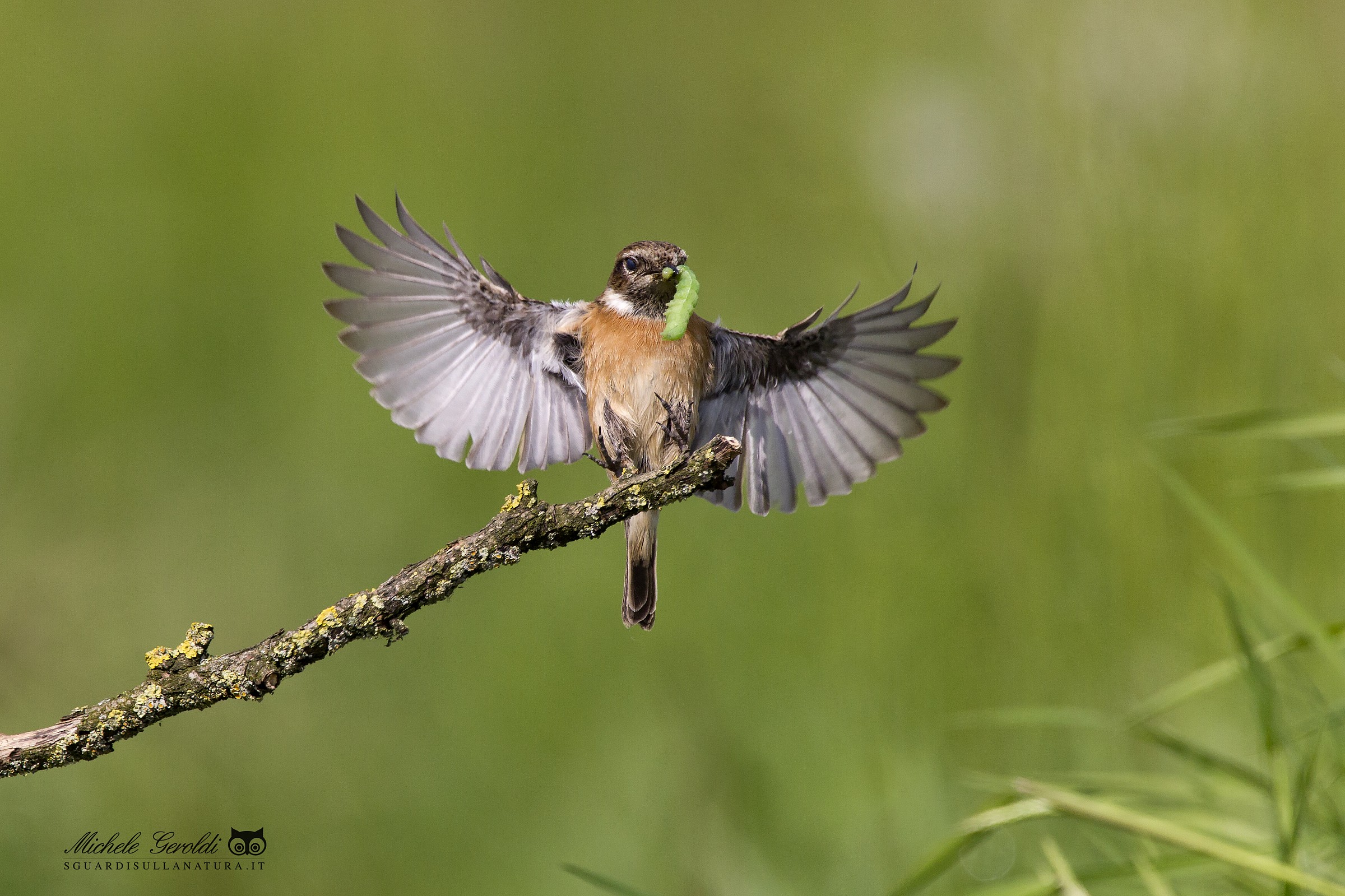 Stonechat
