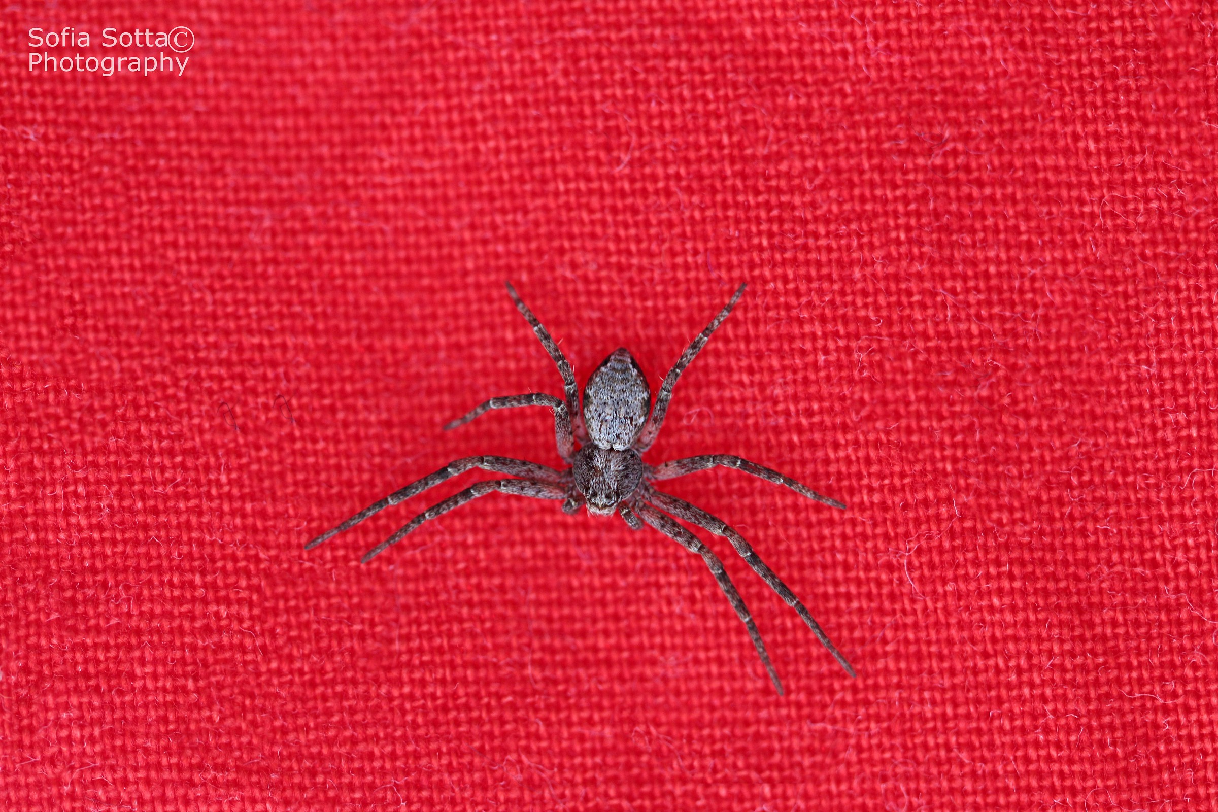 The spider in red