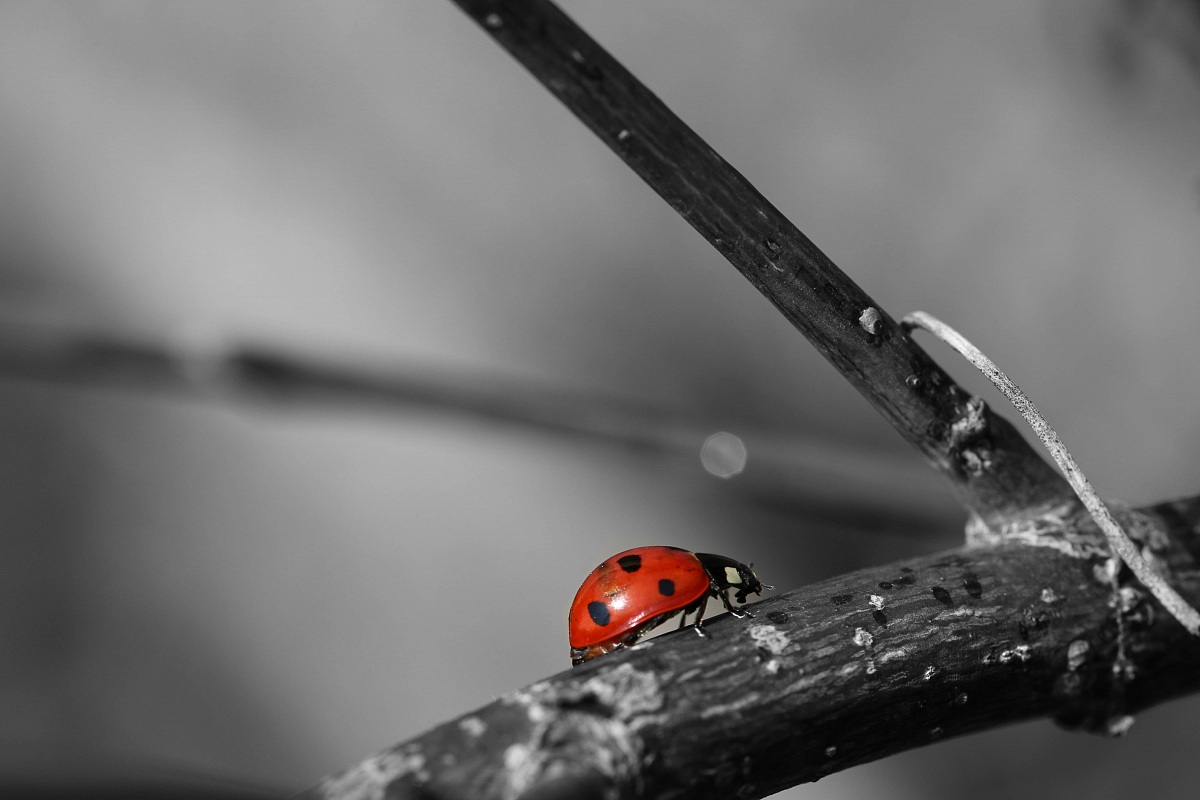 Coccinella